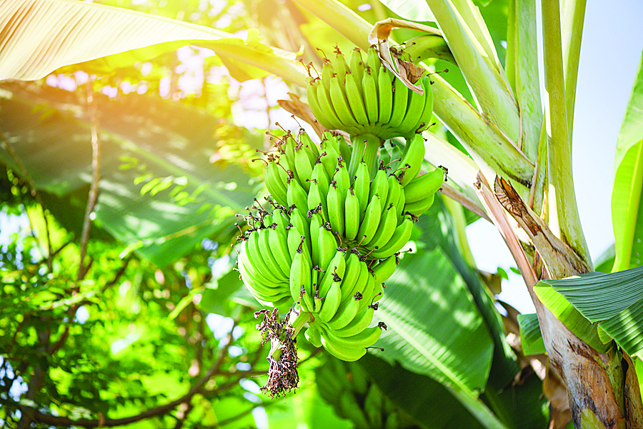Coles stop selling local bananas